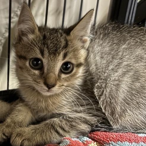 Lynx, Adoptable, Kitten Male Domestic Short Hair.