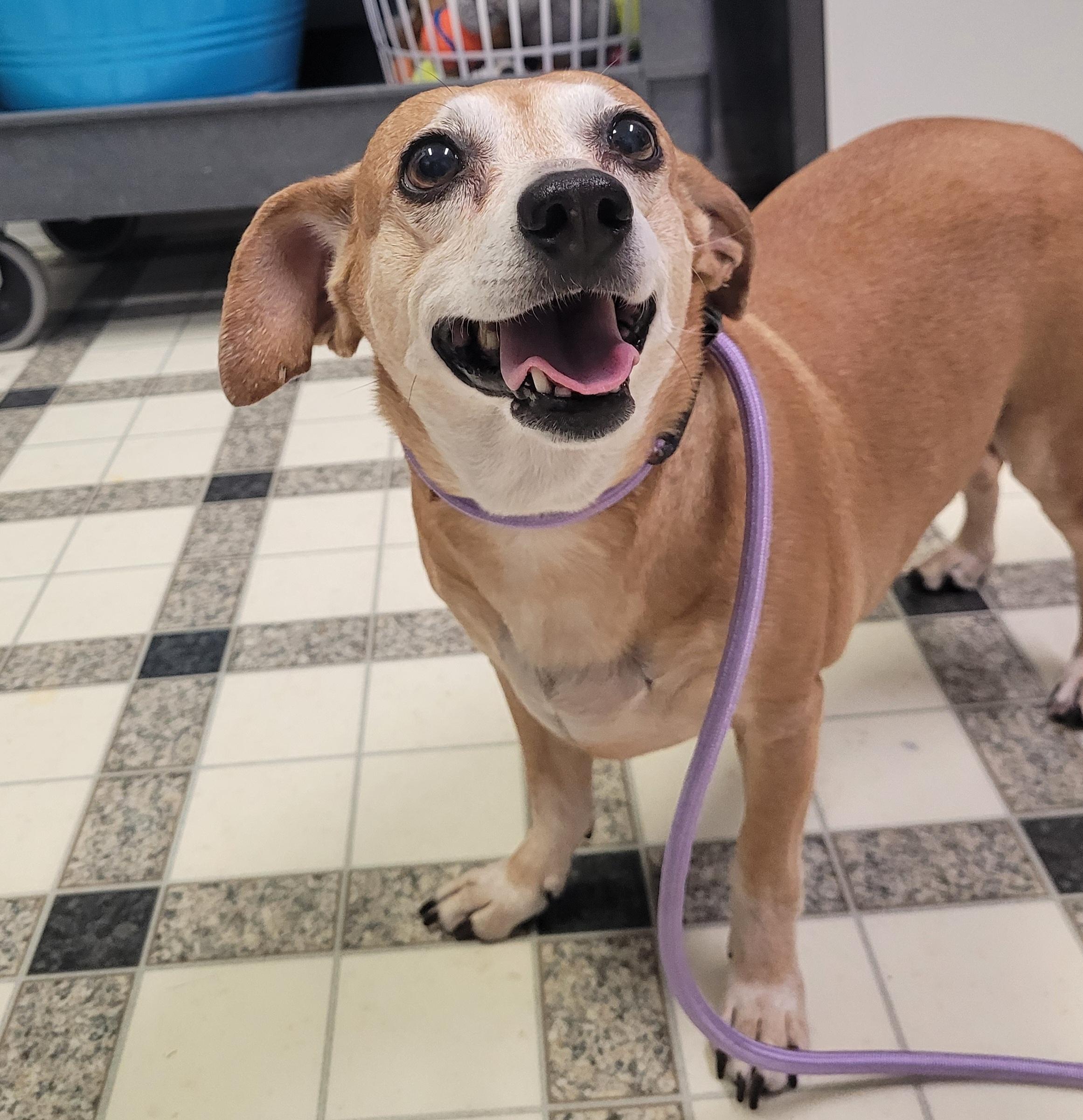 Enlarge Daisy 5890 D, a Adoptable mixed breed in Frankfort, KY image 1/3