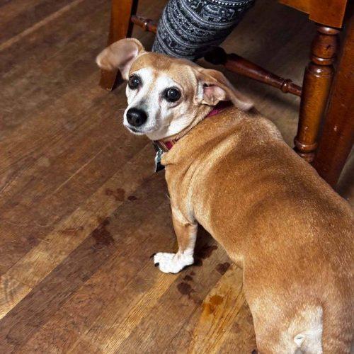 Enlarge Daisy 5890 D, a Adoptable mixed breed in Frankfort, KY image 2/3