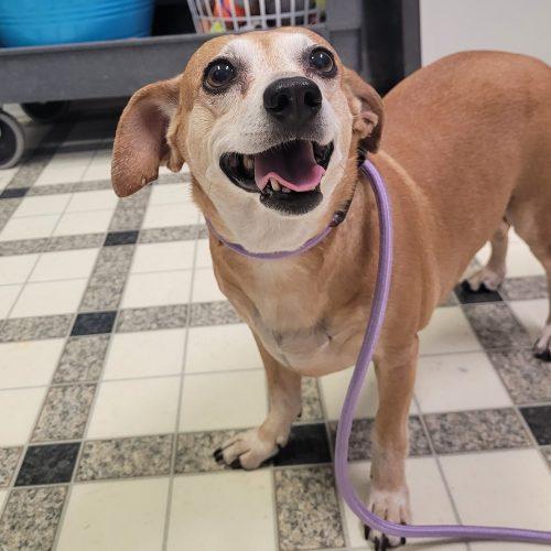 Enlarge Daisy 5890 D, a Adoptable mixed breed in Frankfort, KY image 3/3