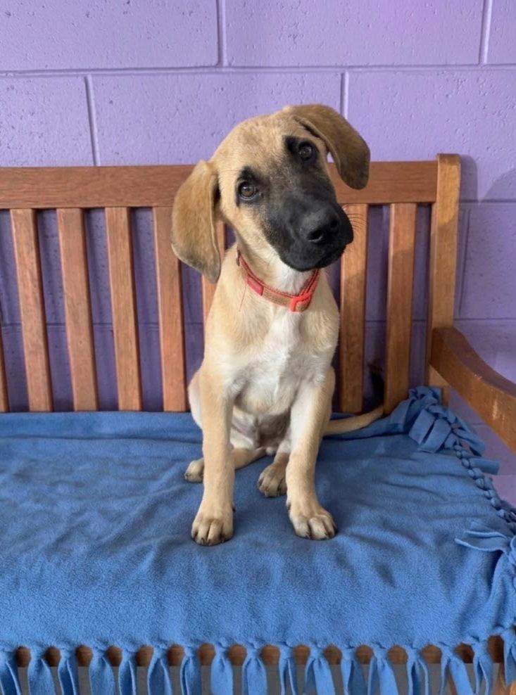 **ALDER**, Adoptable, Puppy Male Anatolian Shepherd.