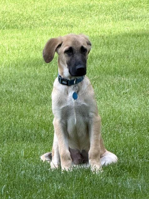 Enlarge **ALDER**, a Adoptable Anatolian Shepherd in North Prairie, WI image 2/3