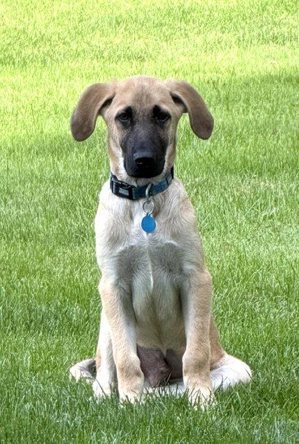 Enlarge **ALDER**, a Adoptable Anatolian Shepherd in North Prairie, WI image 3/3