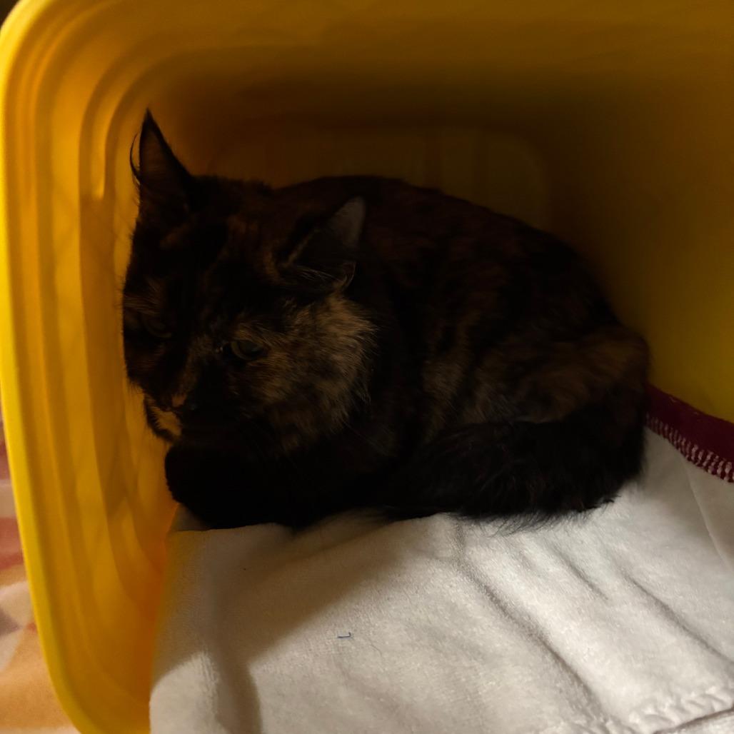 Enlarge Erie, a Adoptable Domestic Long Hair in Manhattan, KS image 1/1