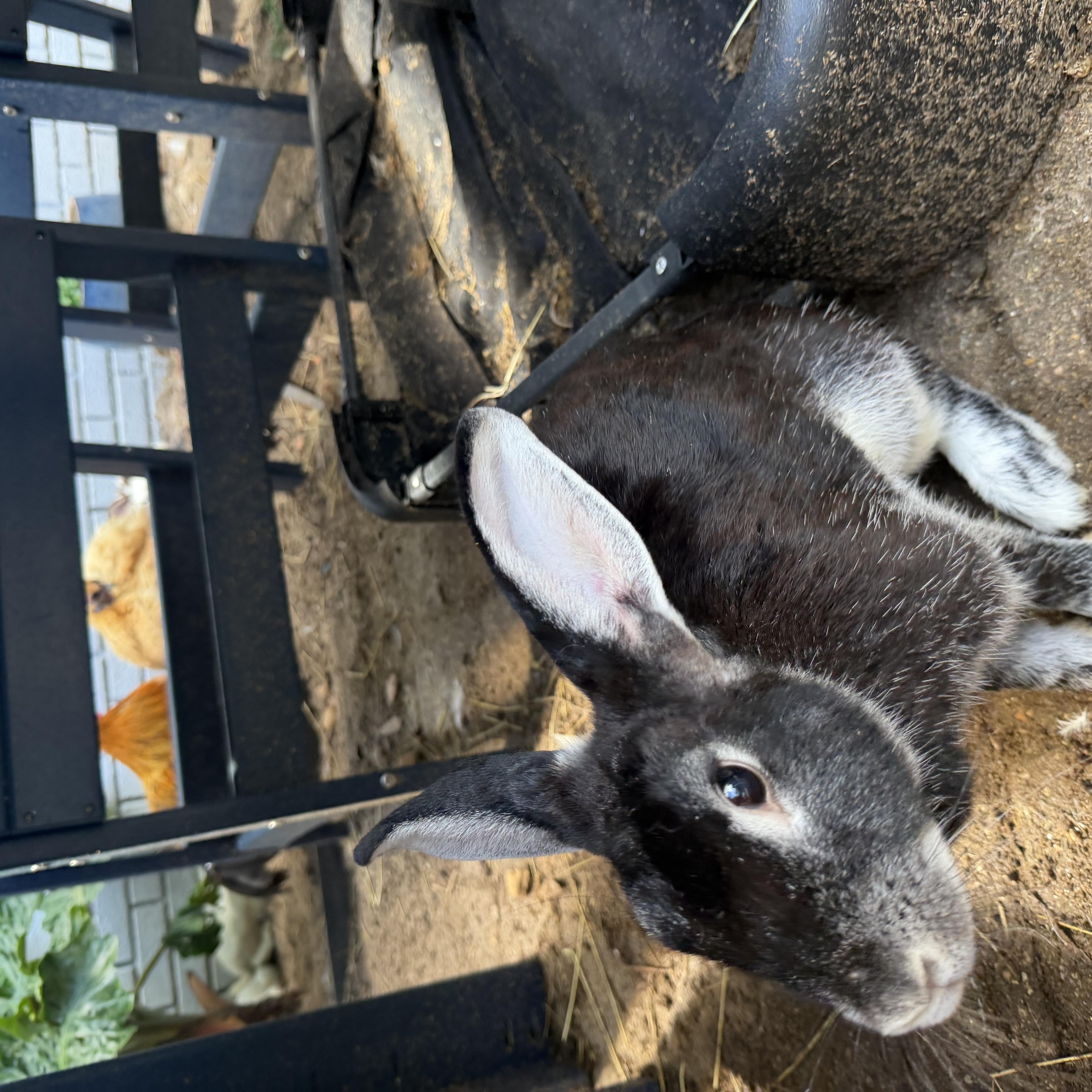 Enlarge Precious, a Adoptable Bunny Rabbit in Navarre, FL image 2/2