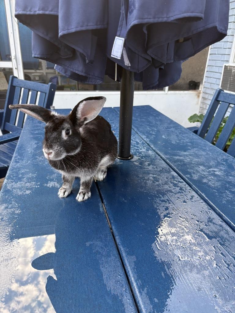 Enlarge Precious, a Adoptable Bunny Rabbit in Navarre, FL image 1/2