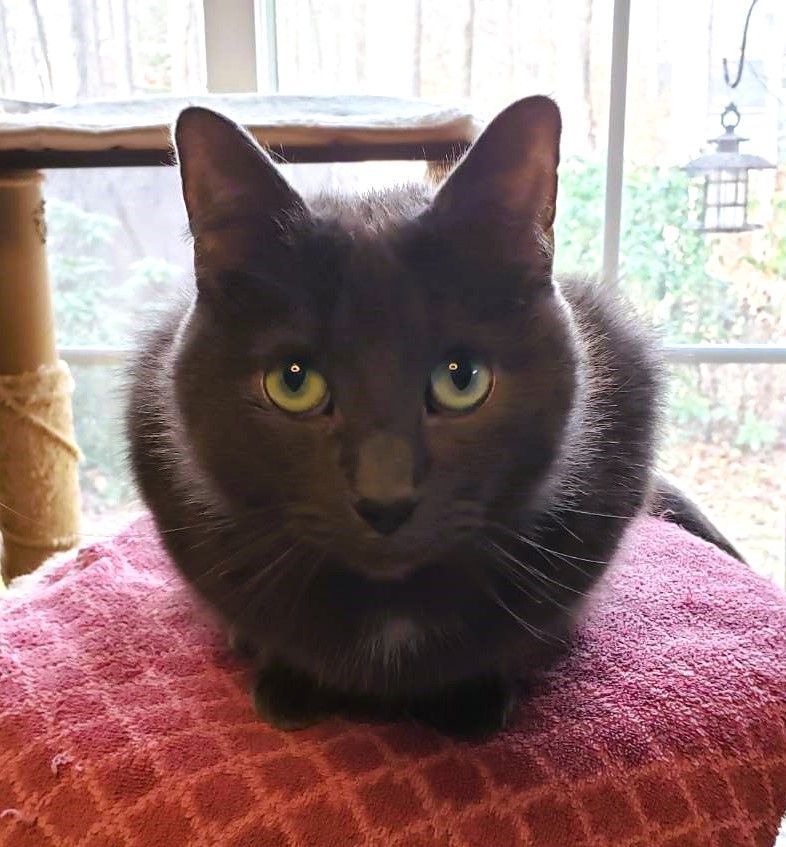 Where's WALDO, a Adoptable mixed breed in Spotsylvania, VA image 1/3