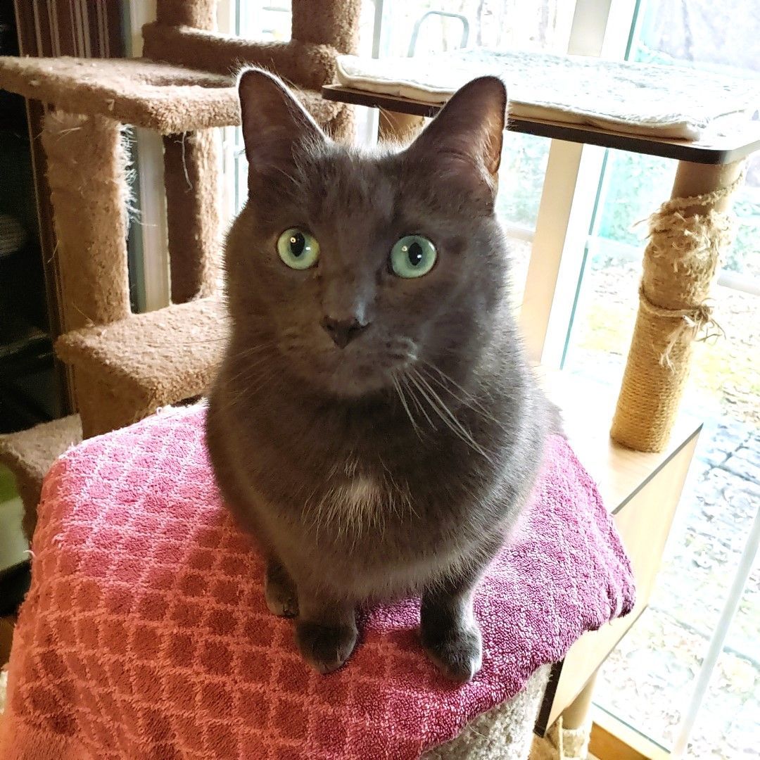 Where's WALDO, a Adoptable mixed breed in Spotsylvania, VA image 2/3