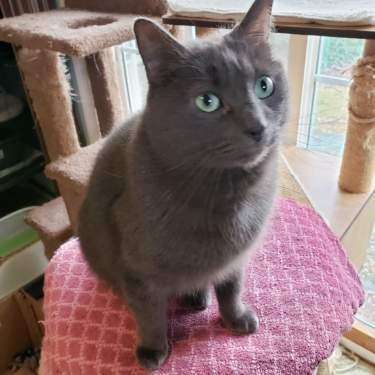 Where's WALDO, a Adoptable mixed breed in Spotsylvania, VA image 3/3