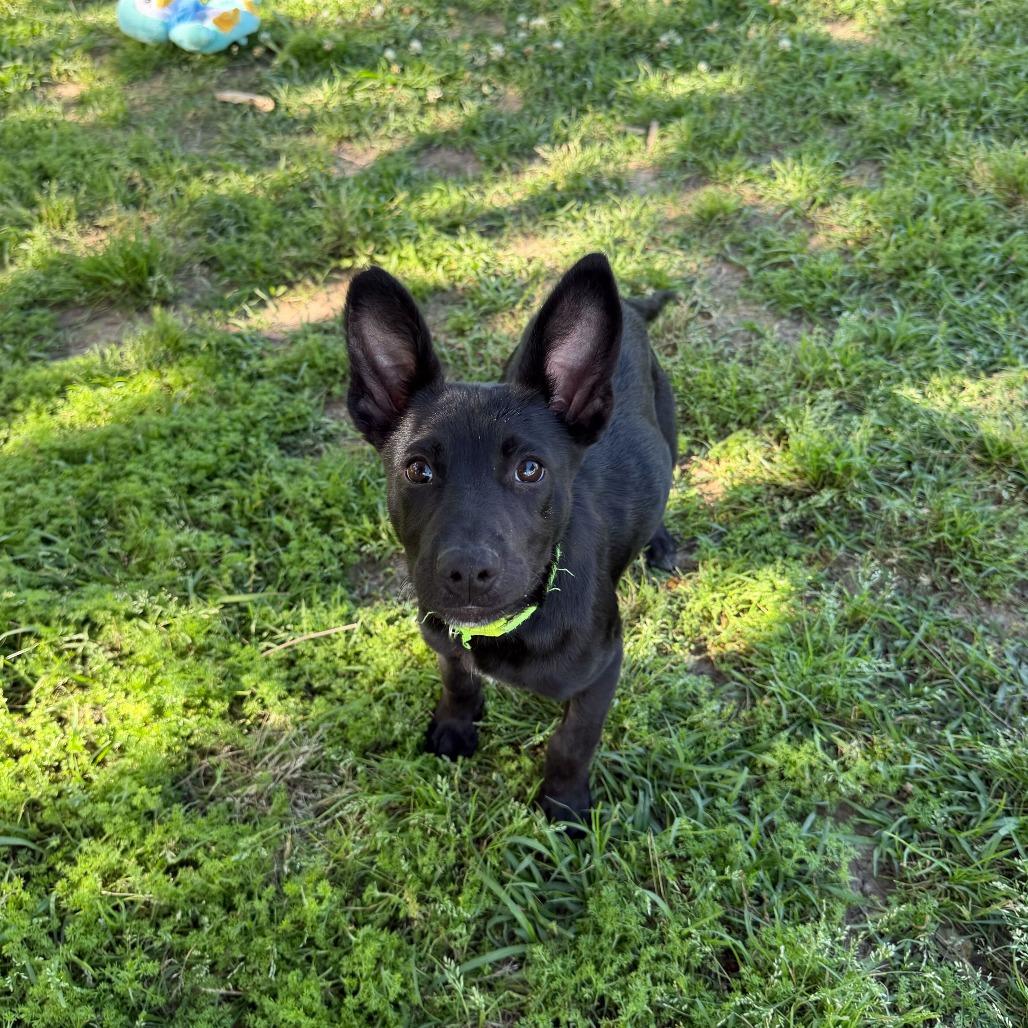 Fabian, Adoptable, Puppy Male Border Collie.