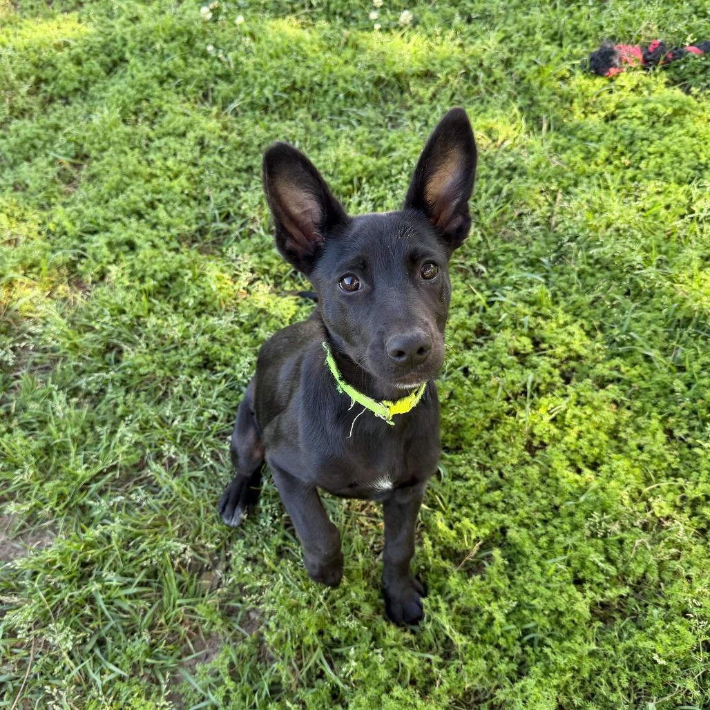 Enlarge Fabian, a Adoptable Border Collie in Carencro, LA image 2/6
