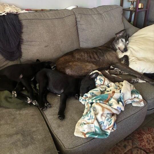 Enlarge Fabian, a Adoptable Border Collie in Carencro, LA image 3/6