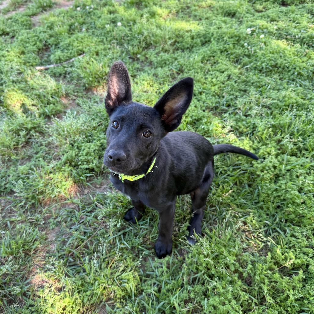 Enlarge Fabian, a Adoptable Border Collie in Carencro, LA image 4/6
