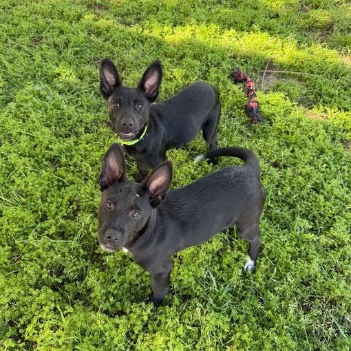 Enlarge Fabian, a Adoptable Border Collie in Carencro, LA image 5/6