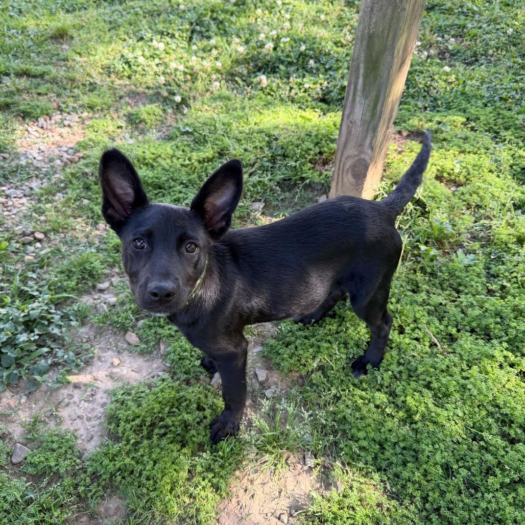 Enlarge Fabian, a Adoptable Border Collie in Carencro, LA image 6/6