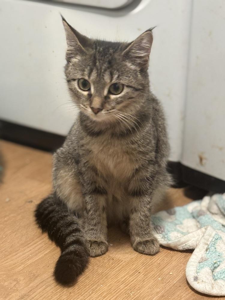 Huga, Adoptable, Kitten Female Abyssinian.