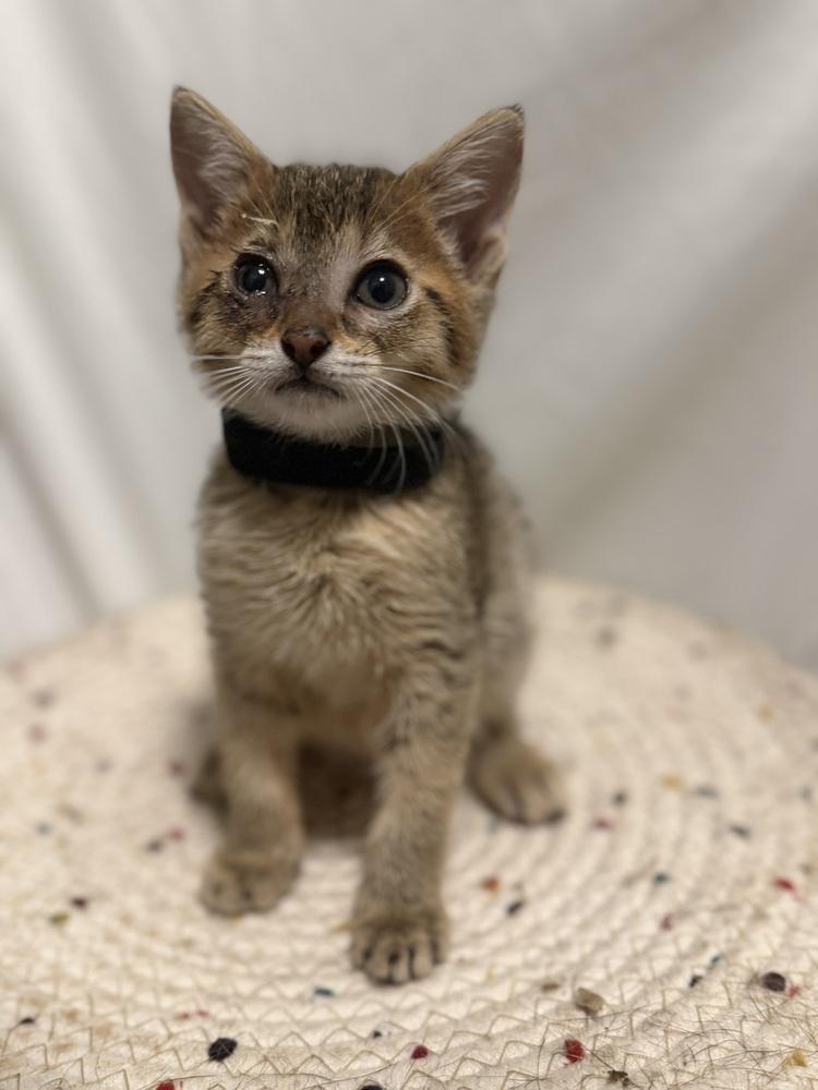 Enlarge Hugo, a Adoptable mixed breed in Palatine, IL image 1/2