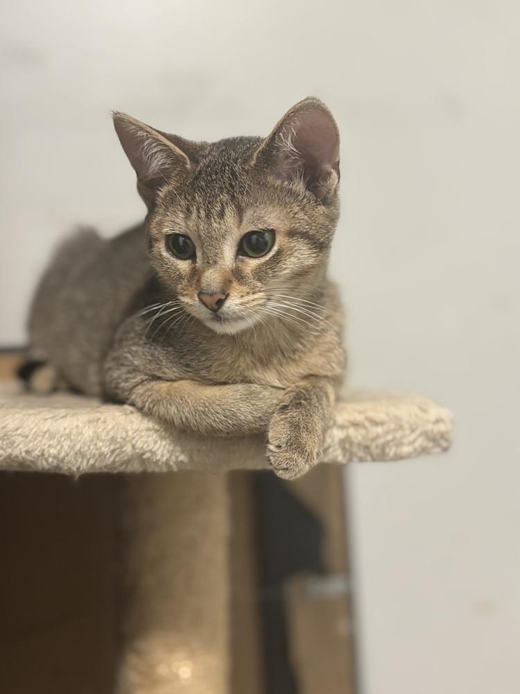 Huga, a Adoptable mixed breed in Palatine, IL image 2/4
