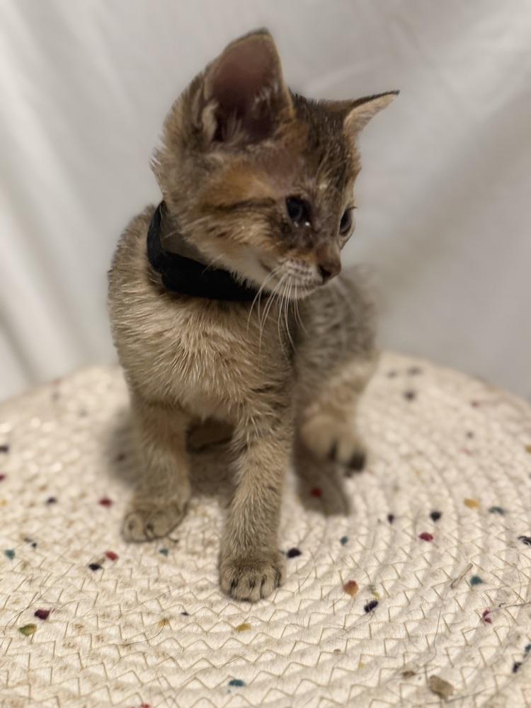 Enlarge Hugo, a Adoptable mixed breed in Palatine, IL image 2/2