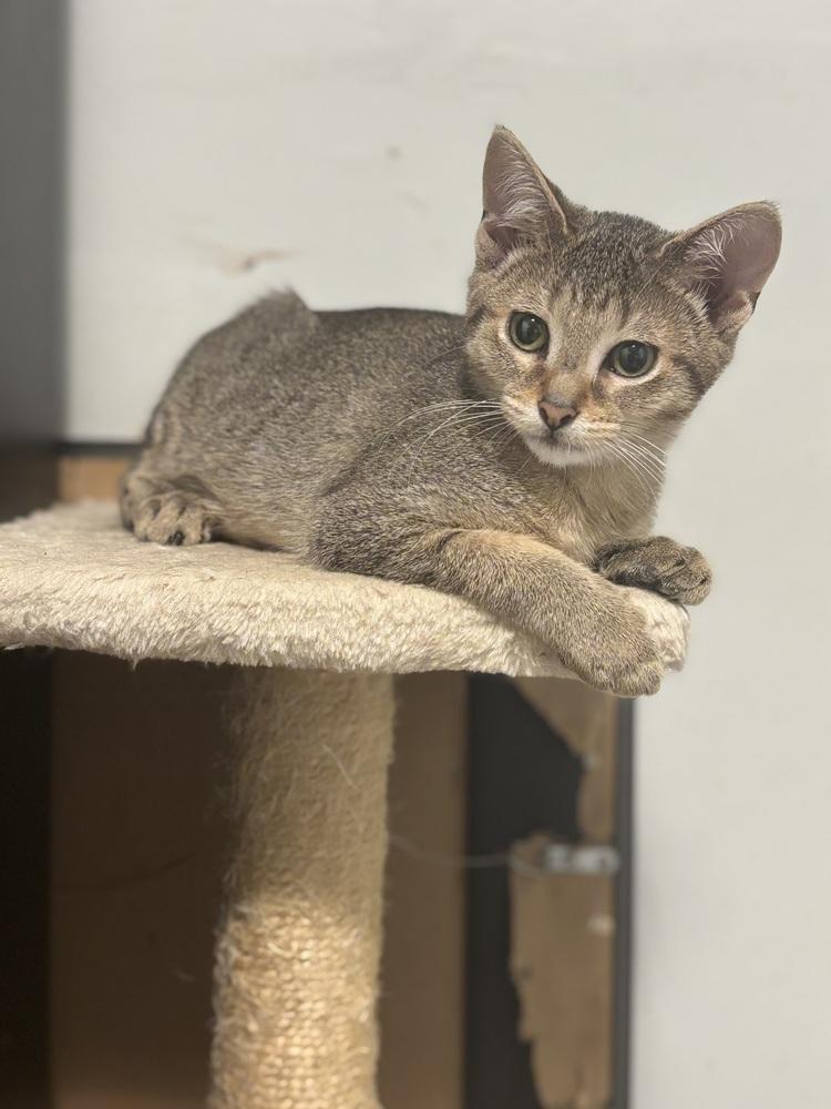 Huga, a Adoptable mixed breed in Palatine, IL image 4/4
