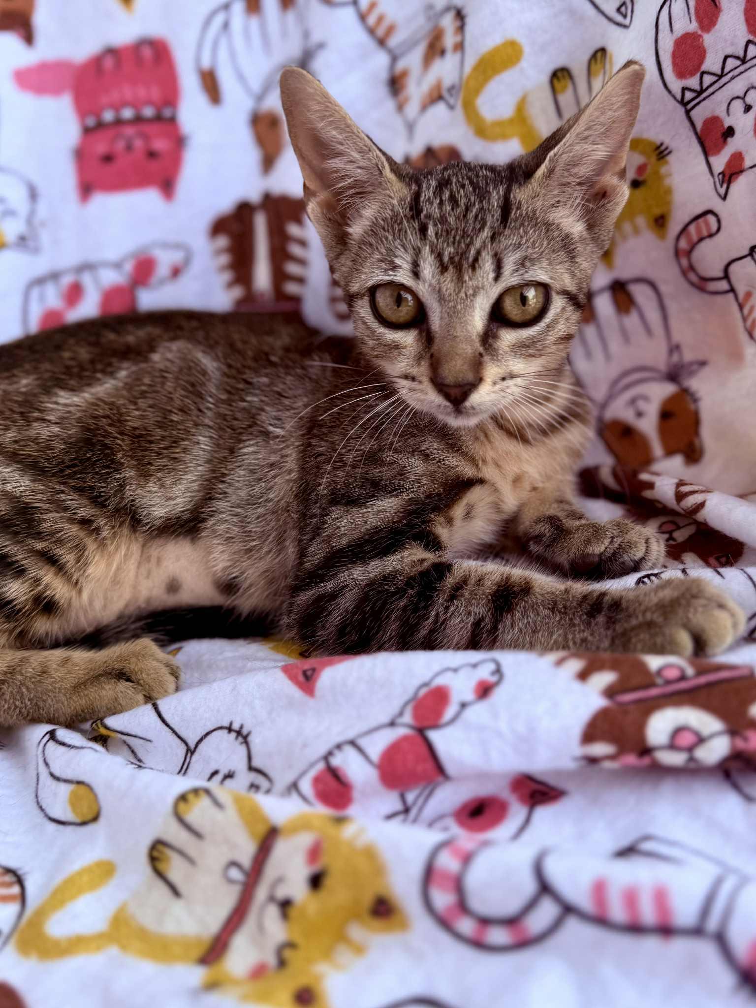 Rin, Baby Female Domestic Short Hair