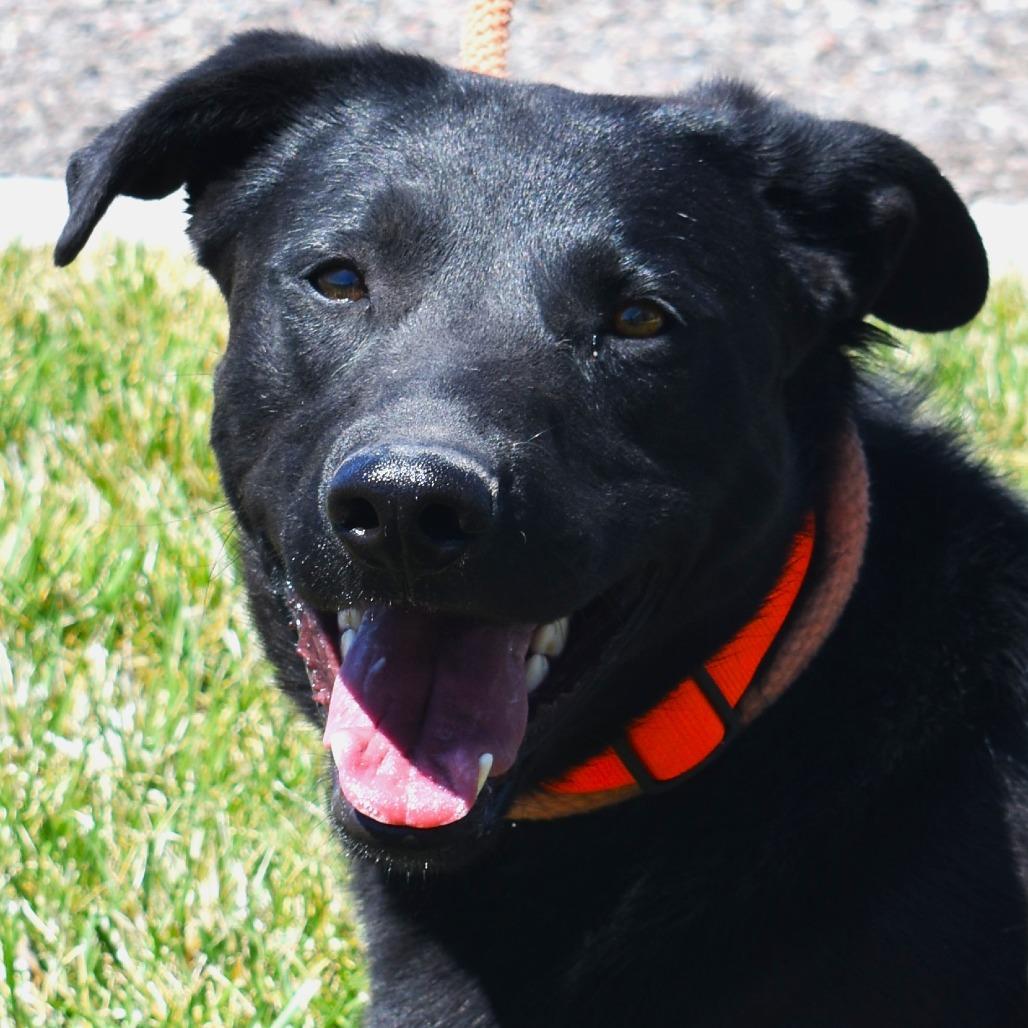 Jag, a Adoptable mixed breed in Rifle, CO image 2/6