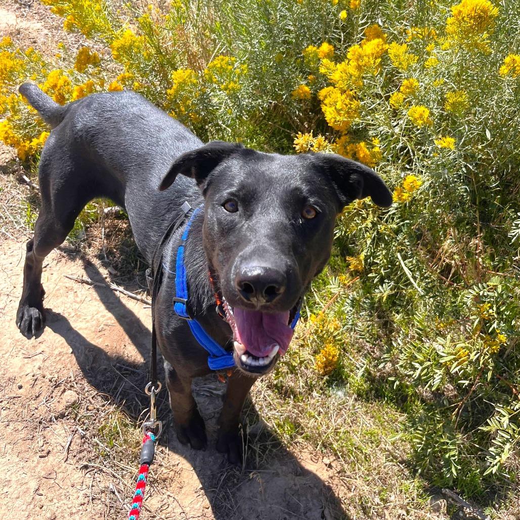 Jag, a Adoptable mixed breed in Rifle, CO image 3/6