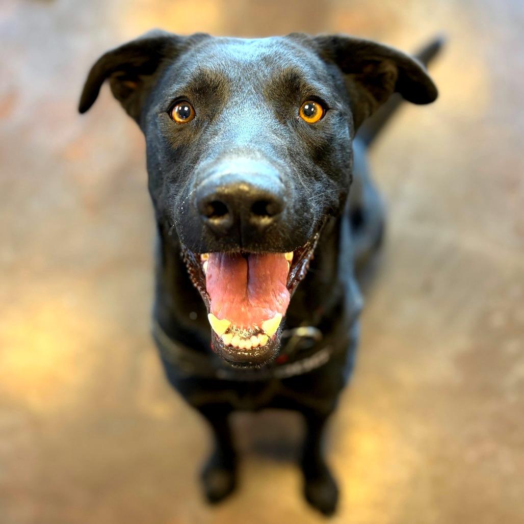 Jag, a Adoptable mixed breed in Rifle, CO image 4/6