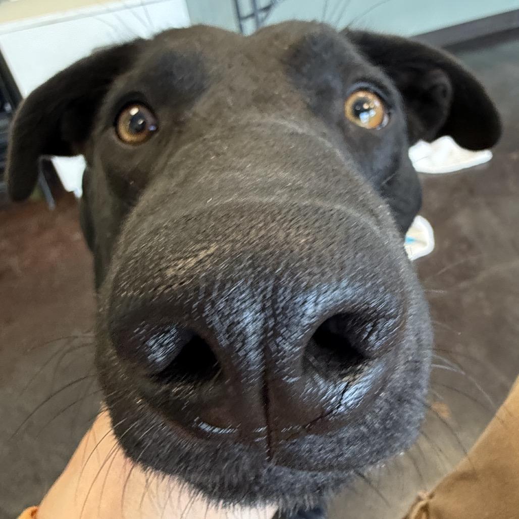 Jag, a Adoptable mixed breed in Rifle, CO image 5/6