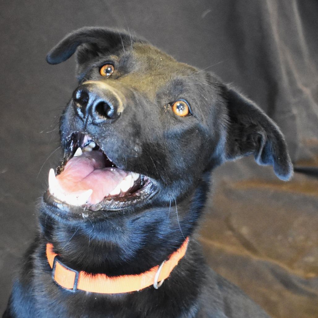 Jag, a Adoptable mixed breed in Rifle, CO image 6/6