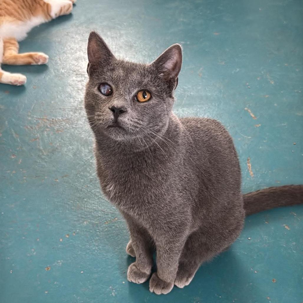 Enlarge Will Smith, a Adoptable Domestic Short Hair in Eufaula, AL image 1/1