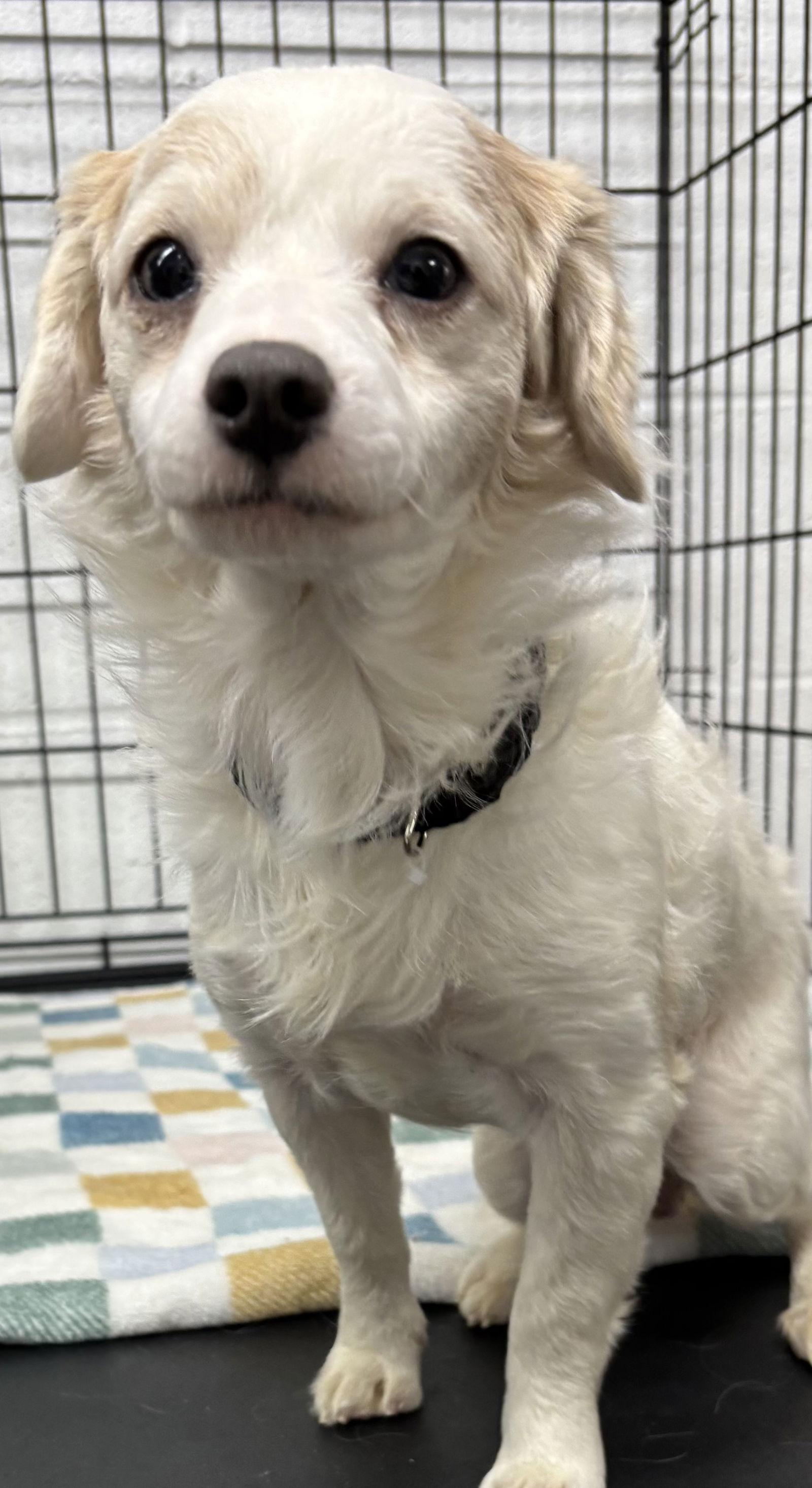 Enlarge Stanley, a Adoptable mixed breed in York, SC image 1/2