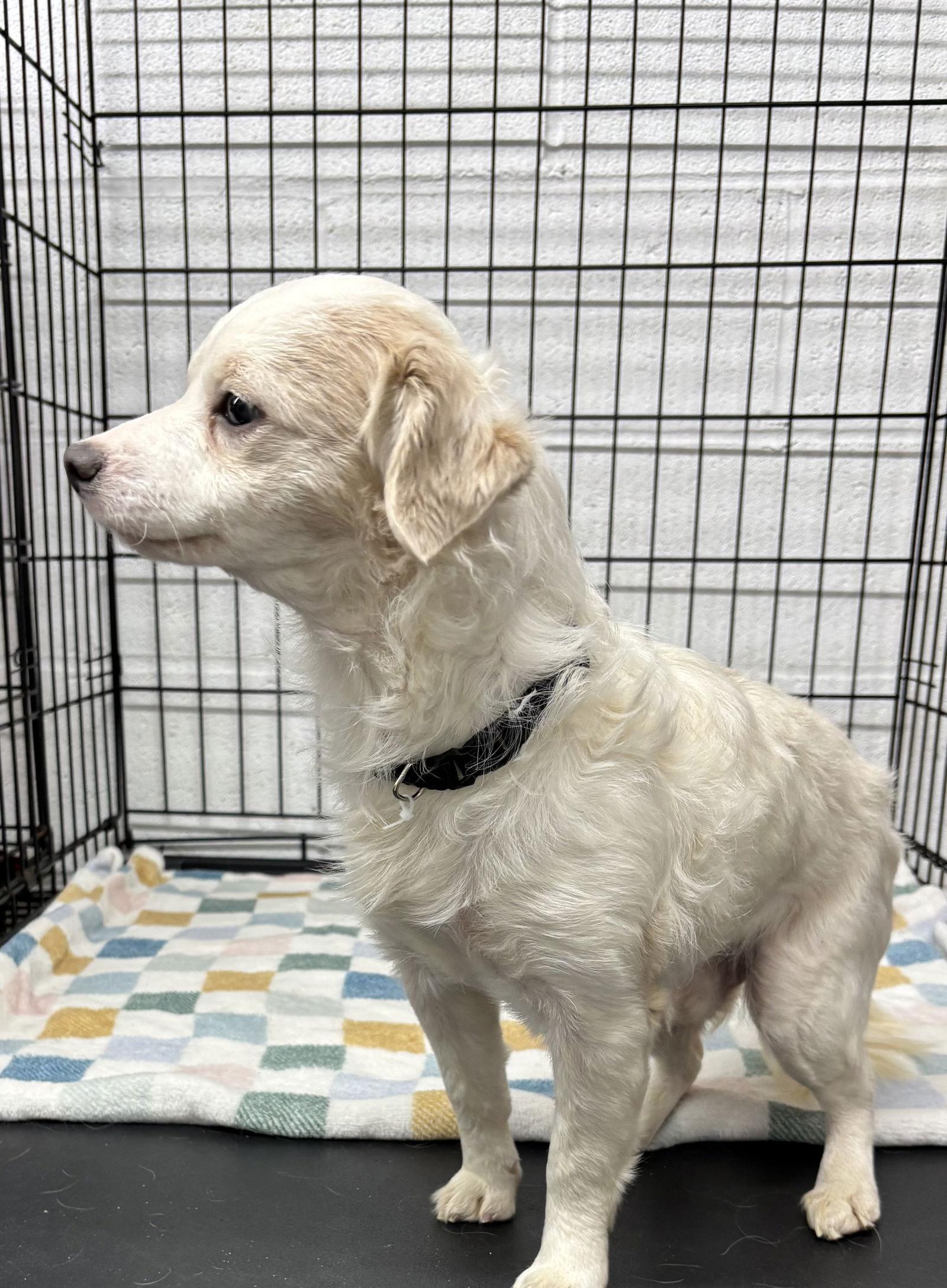 Enlarge Stanley, a Adoptable mixed breed in York, SC image 2/2