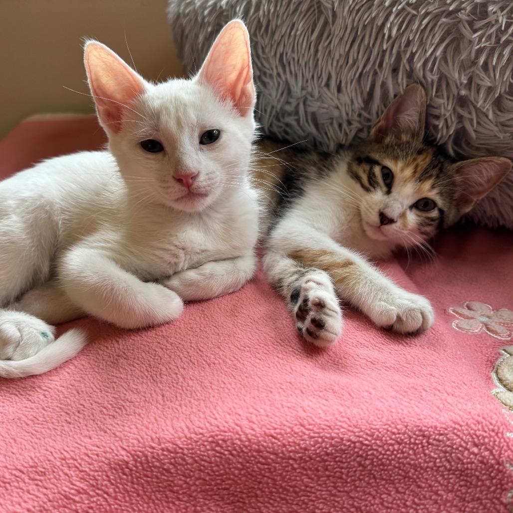 Mizz Match, Adoptable, Young Female Domestic Short Hair.