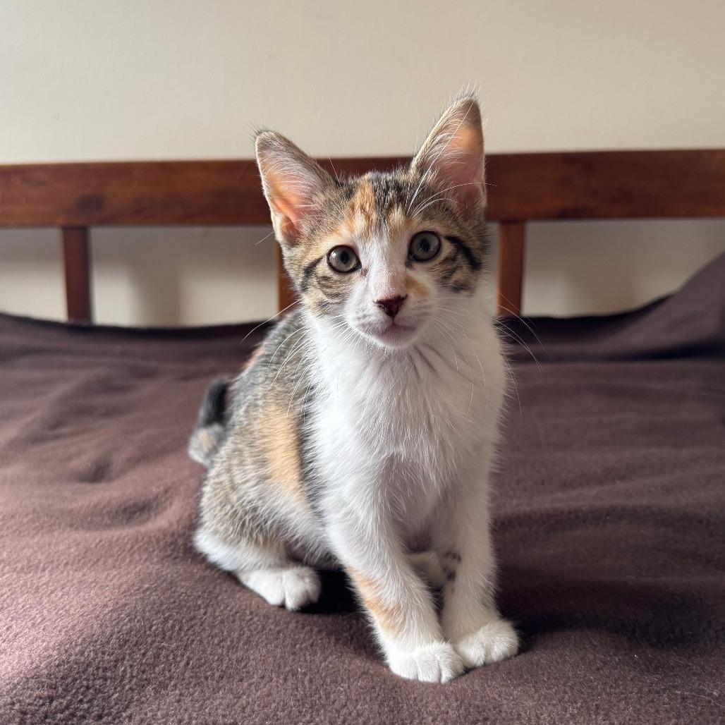 Enlarge Mizz Match, a Adoptable Domestic Short Hair in Skokie, IL image 2/6