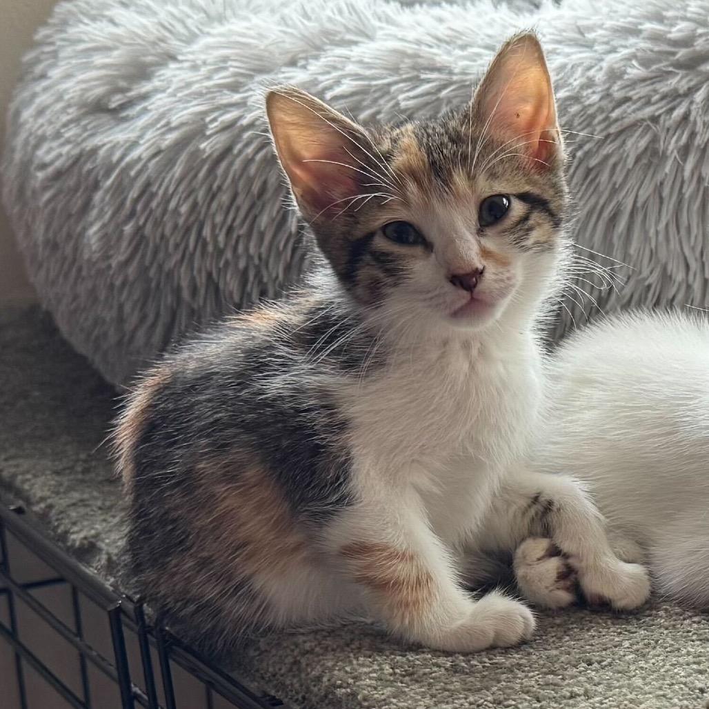 Enlarge Mizz Match, a Adoptable Domestic Short Hair in Skokie, IL image 3/6