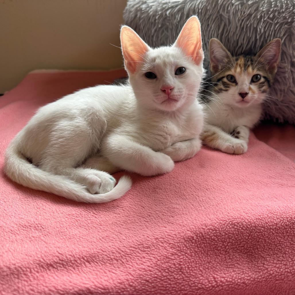 Mizz Match — thumbnail 4