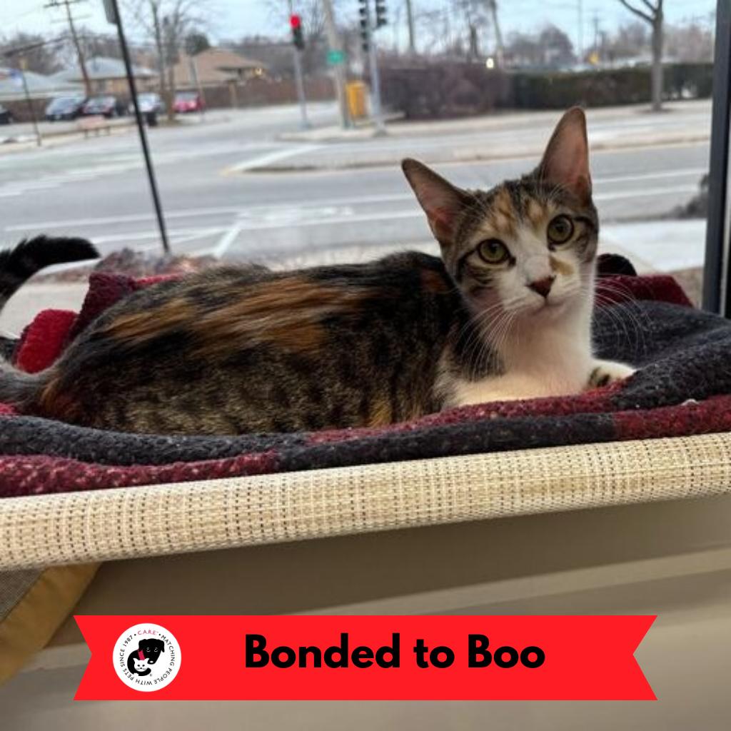 Mizz Match — thumbnail 5