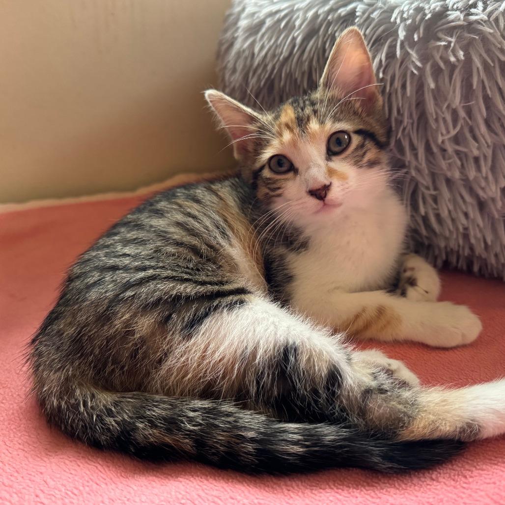 Mizz Match — thumbnail 6