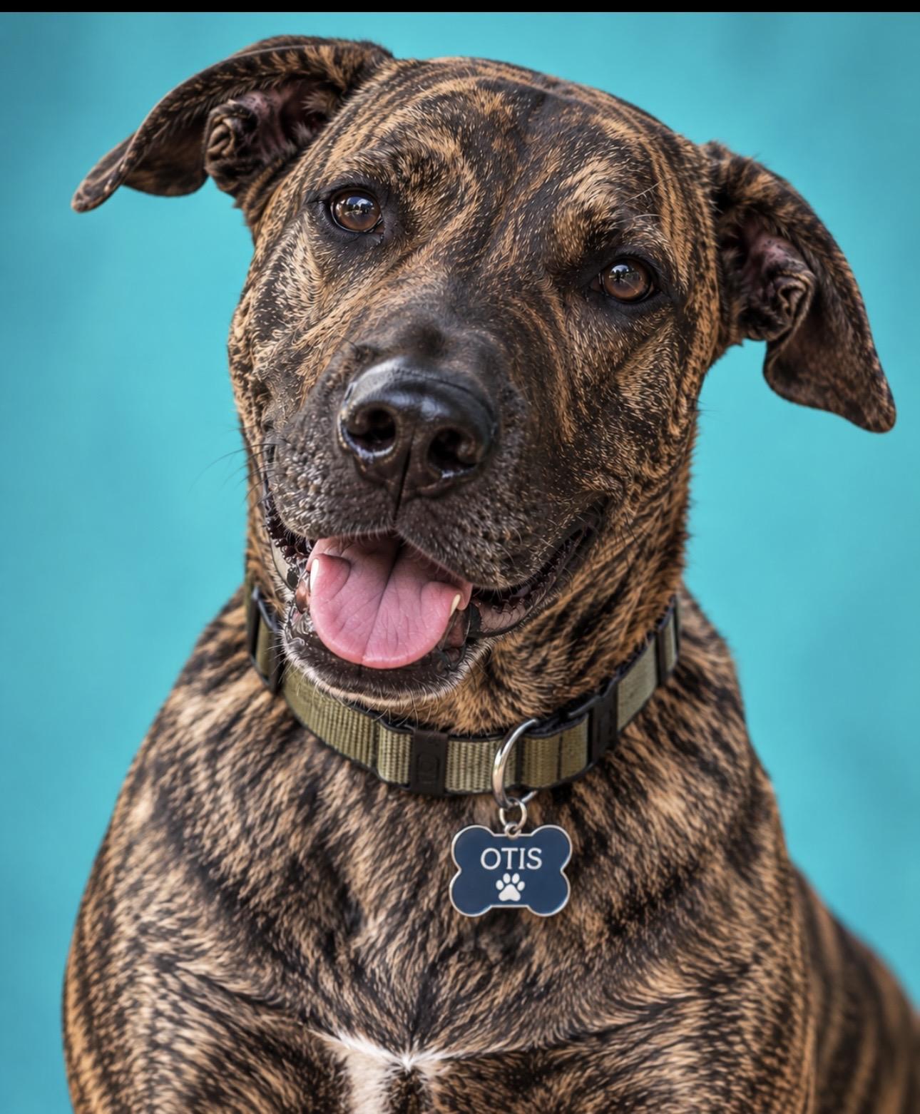 Enlarge Otis, a Adopted mixed breed in CUMMING, GA image 2/6
