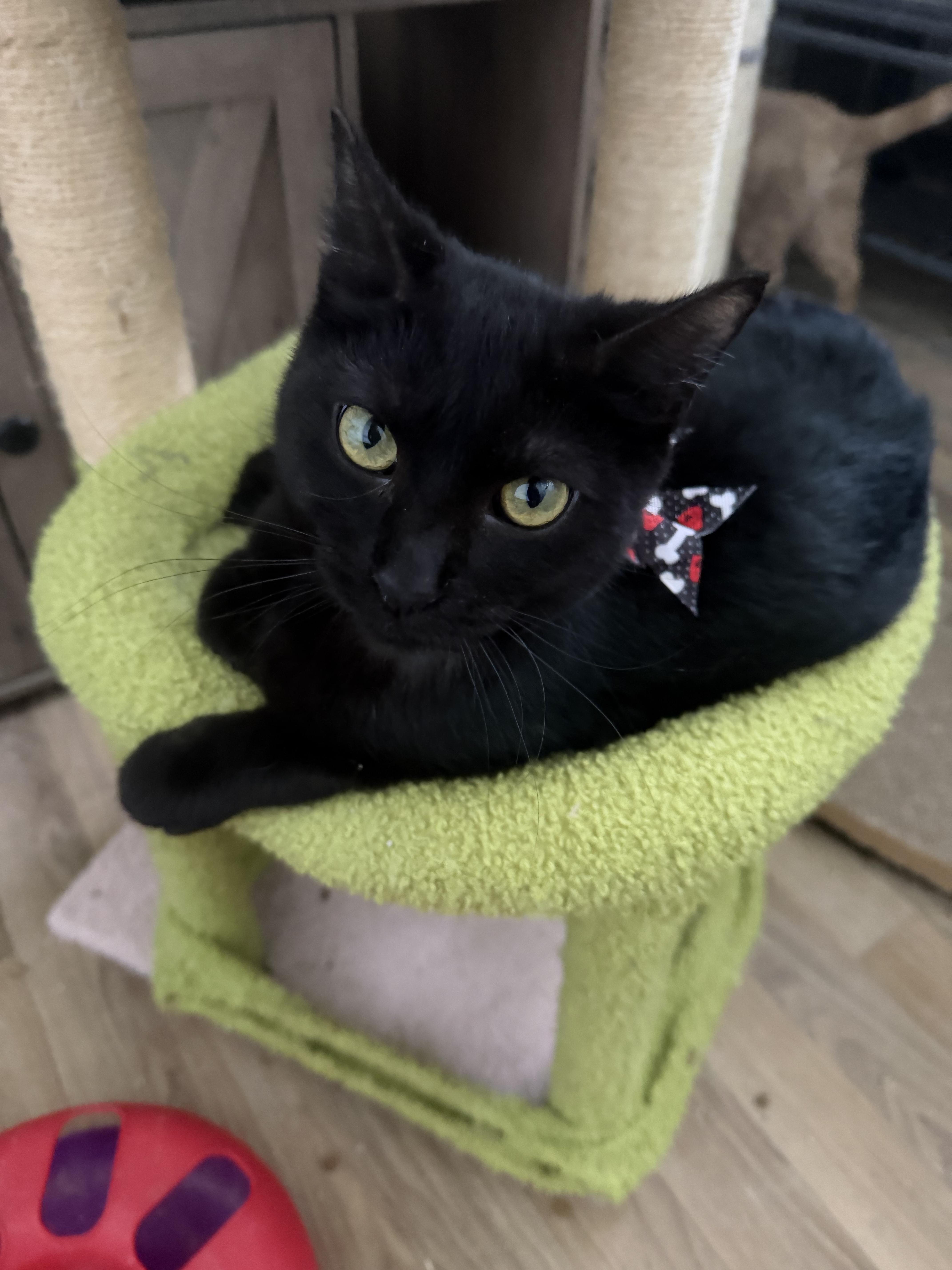 Enlarge Salem, a Adopted Domestic Short Hair in Rio Linda, CA image 2/6