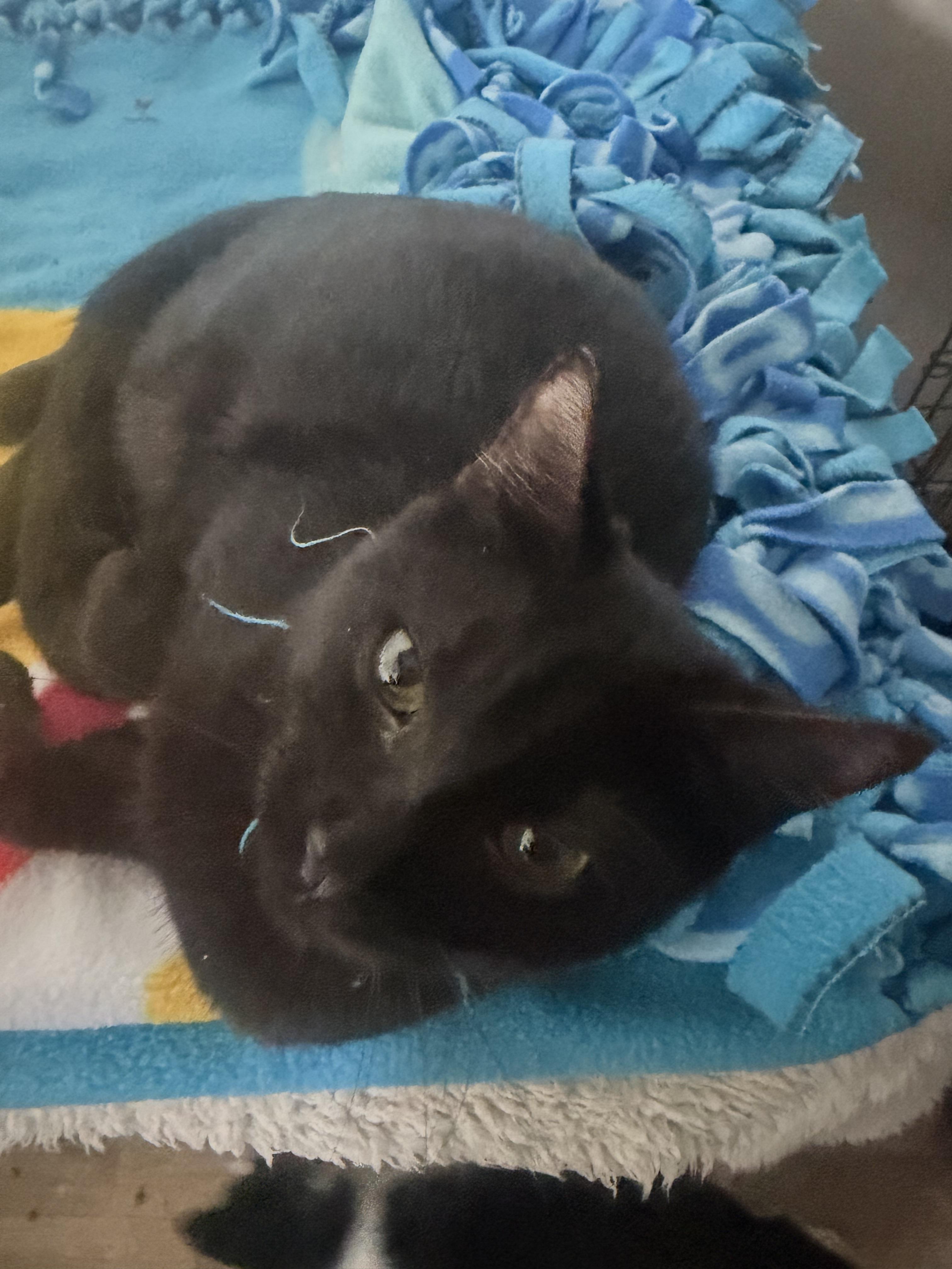 Enlarge Salem, a Adopted Domestic Short Hair in Rio Linda, CA image 3/6