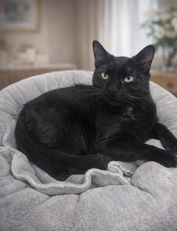 Enlarge Salem, a Adopted Domestic Short Hair in Rio Linda, CA image 6/6