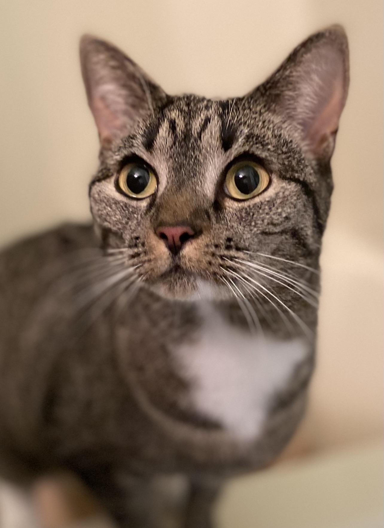 Enlarge Emmi & Roo, a ADOPTABLE Domestic Short Hair in Manchester, NH image 3/6