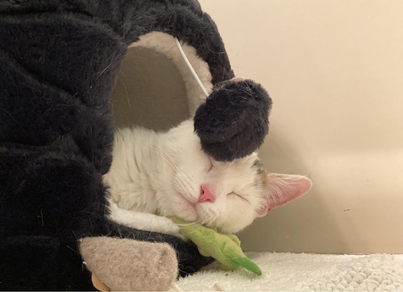 Enlarge Emmi & Roo, a ADOPTABLE Domestic Short Hair in Manchester, NH image 6/6