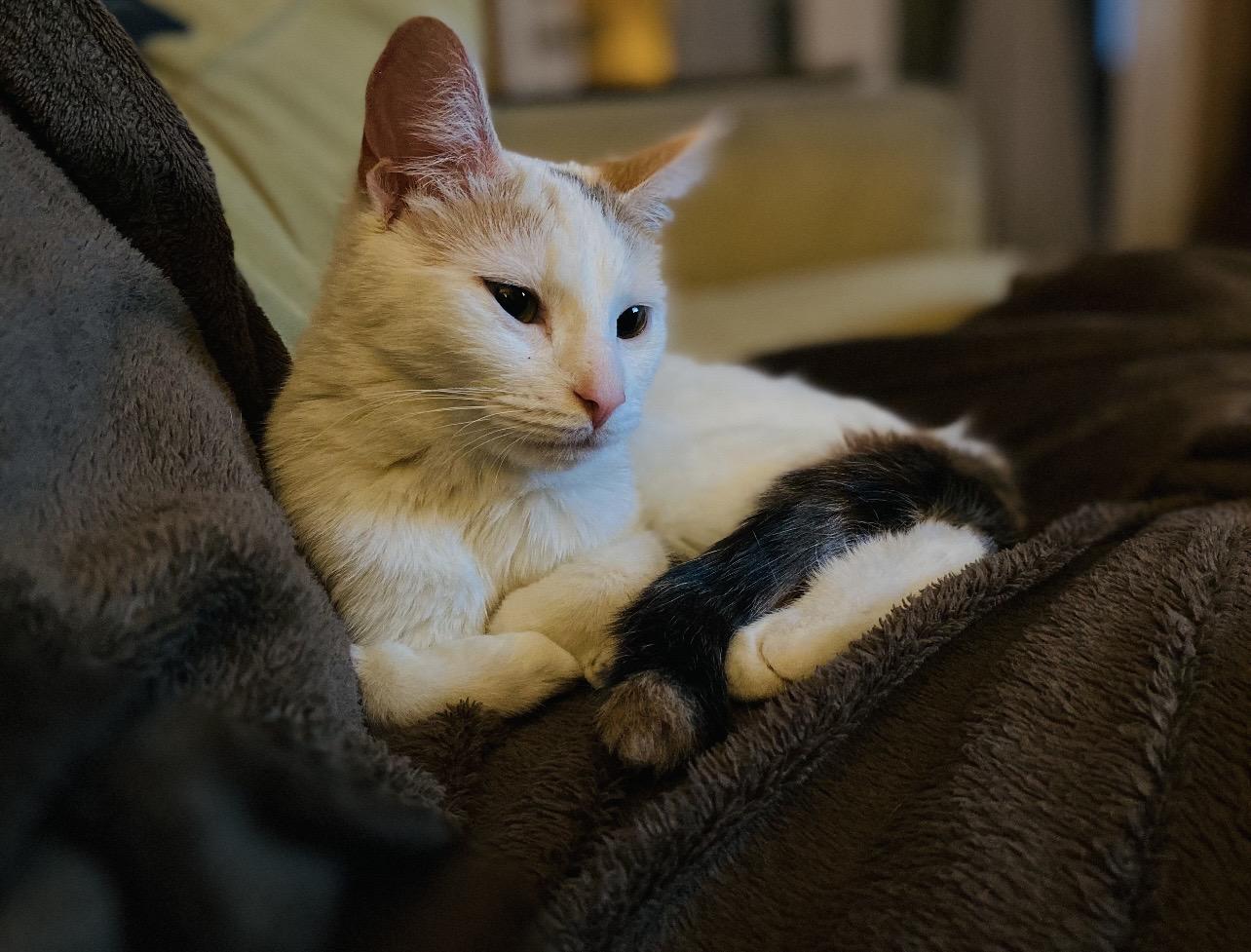 Enlarge Emmi & Roo, a ADOPTABLE Domestic Short Hair in Manchester, NH image 4/6
