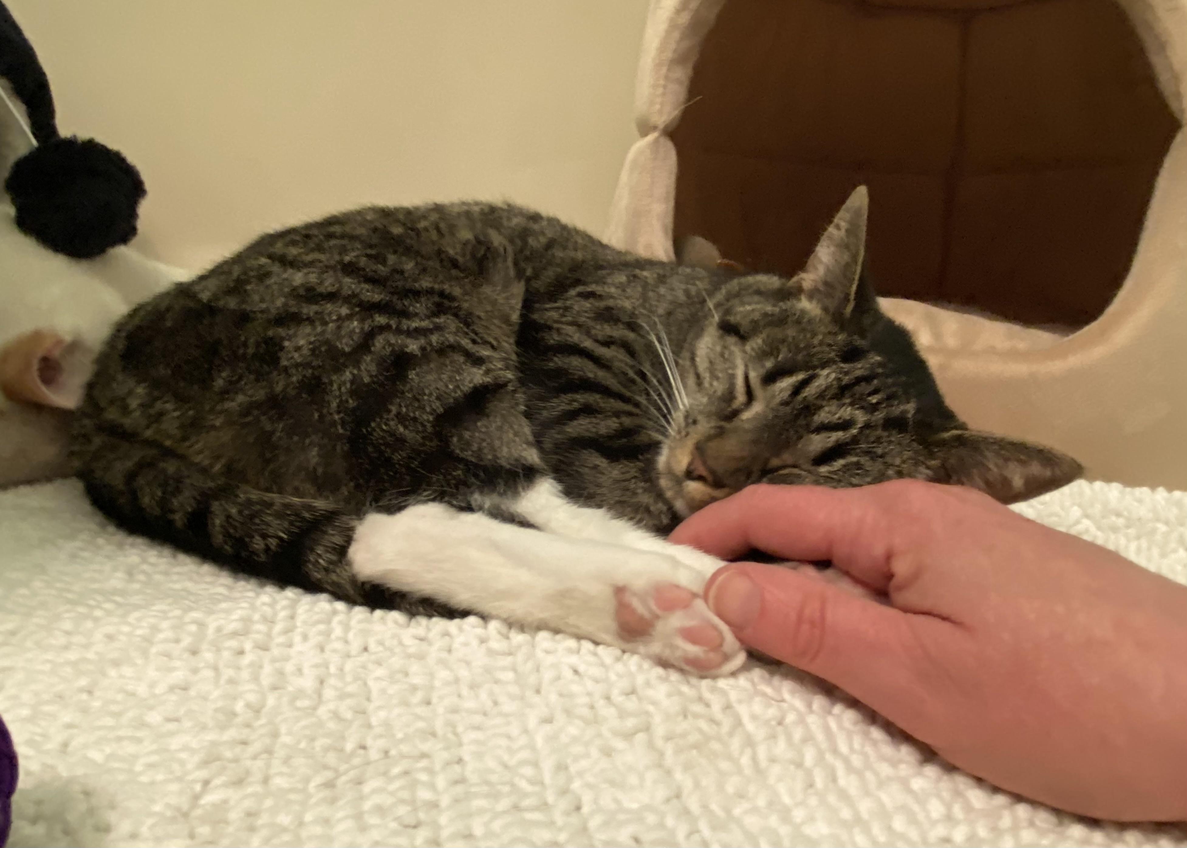 Enlarge Emmi & Roo, a ADOPTABLE Domestic Short Hair in Manchester, NH image 5/6