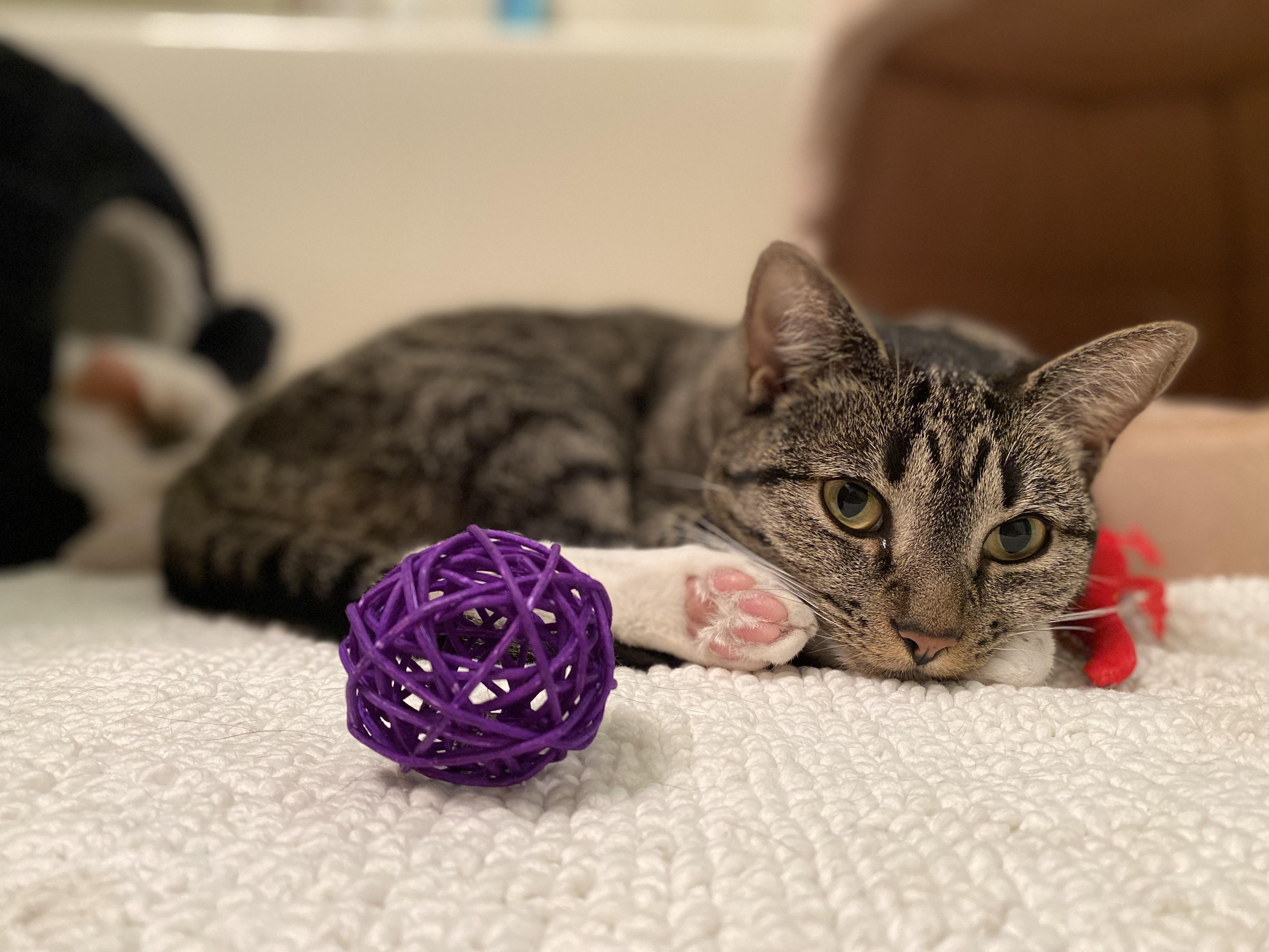 Emmi & Roo, ADOPTABLE, Young Female Domestic Short Hair.