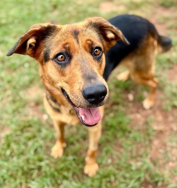 Enlarge SURYAH, a Adoptable mixed breed in York, SC image 1/1