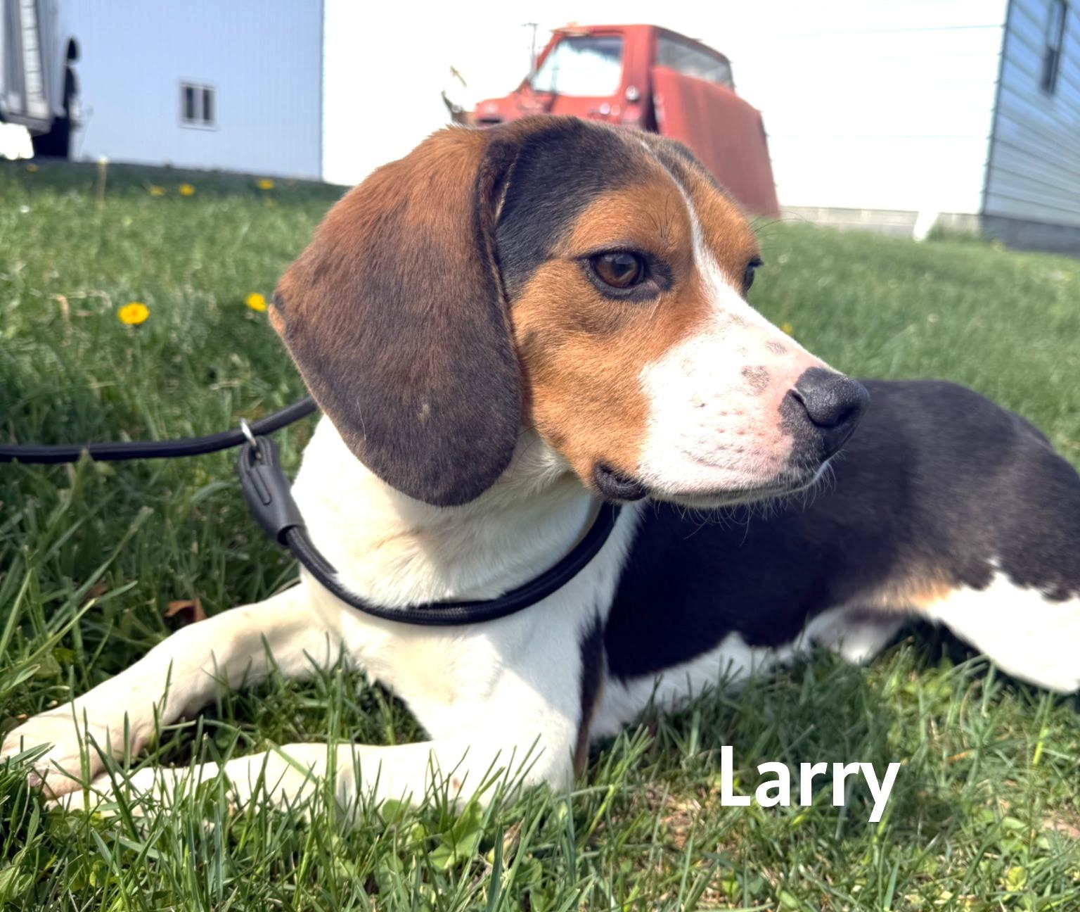 Enlarge Larry, a ADOPTABLE Beagle in Lexington, MA image 3/3